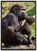 Gorilla-Baby küsst seine Mutter auf Leinwandbild gerahmt Größe 100x70