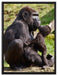 Gorilla-Baby küsst seine Mutter auf Leinwandbild gerahmt Größe 80x60