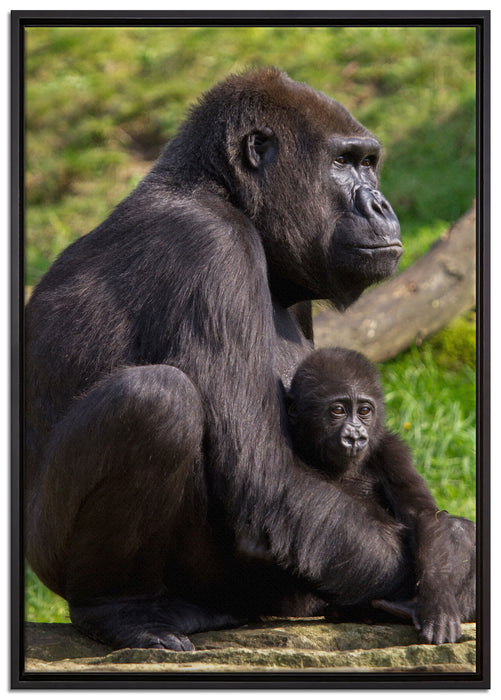 Liebevolle Gorillafamilie auf Leinwandbild gerahmt Größe 100x70