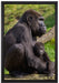 Liebevolle Gorillafamilie auf Leinwandbild gerahmt Größe 60x40