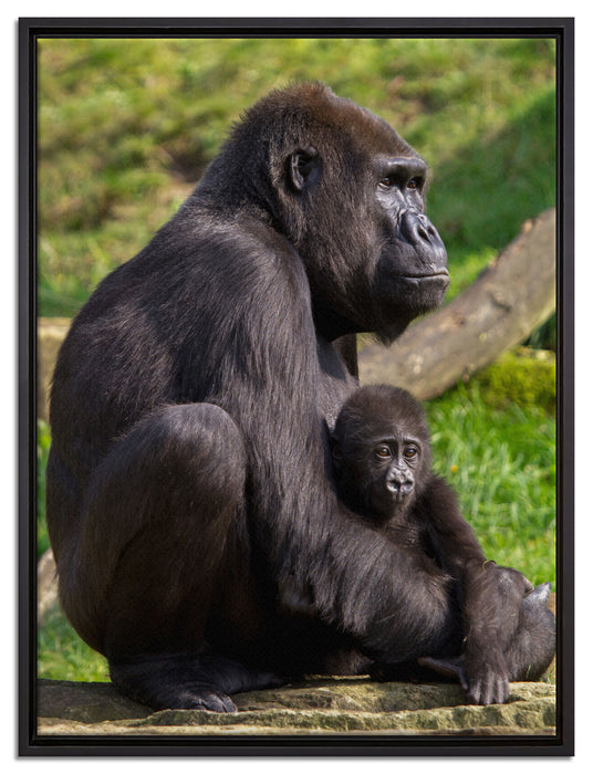Liebevolle Gorillafamilie auf Leinwandbild gerahmt Größe 80x60