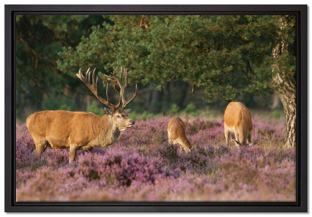 Hirschfamilie Frühling auf Leinwandbild gerahmt Größe 60x40