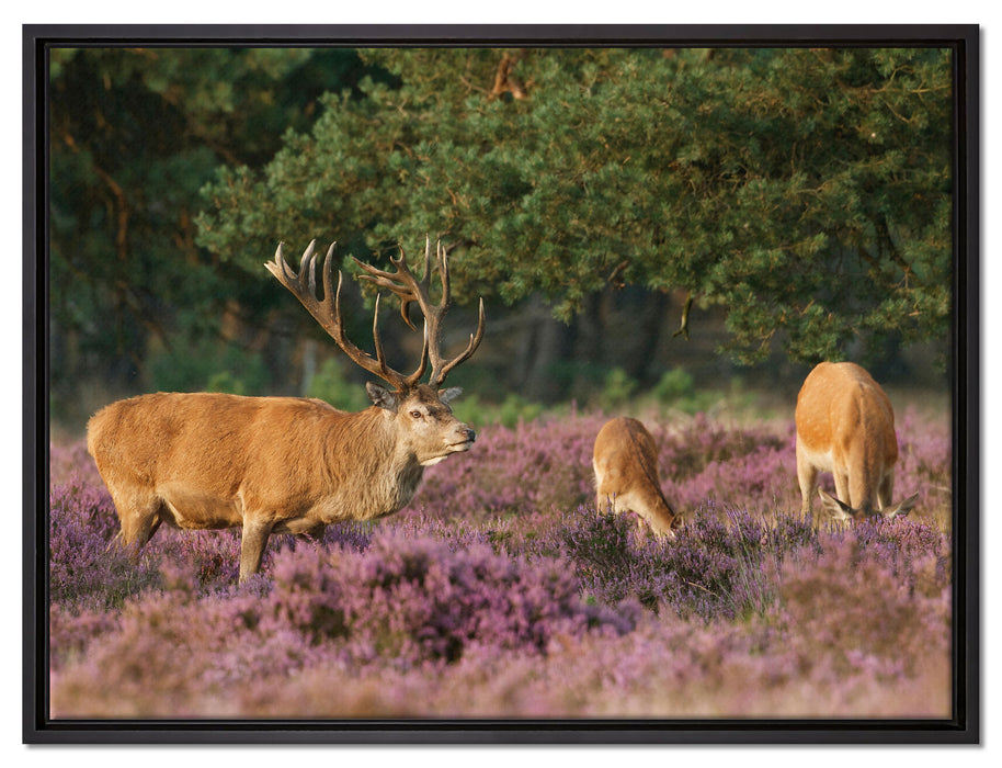 Hirschfamilie Frühling auf Leinwandbild gerahmt Größe 80x60
