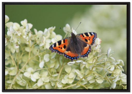 Schmetterling auf weißen Blüten auf Leinwandbild gerahmt Größe 100x70