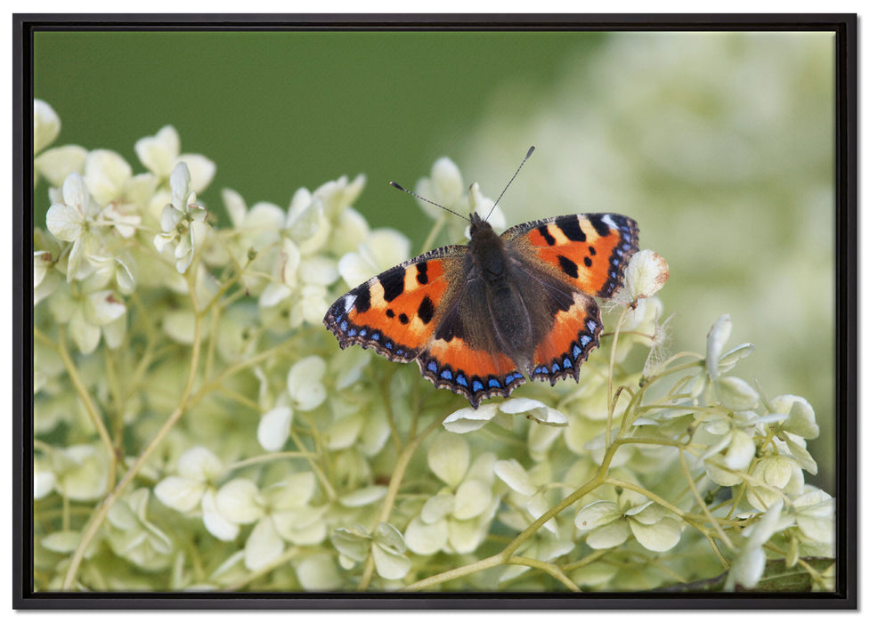 Schmetterling auf weißen Blüten auf Leinwandbild gerahmt Größe 100x70