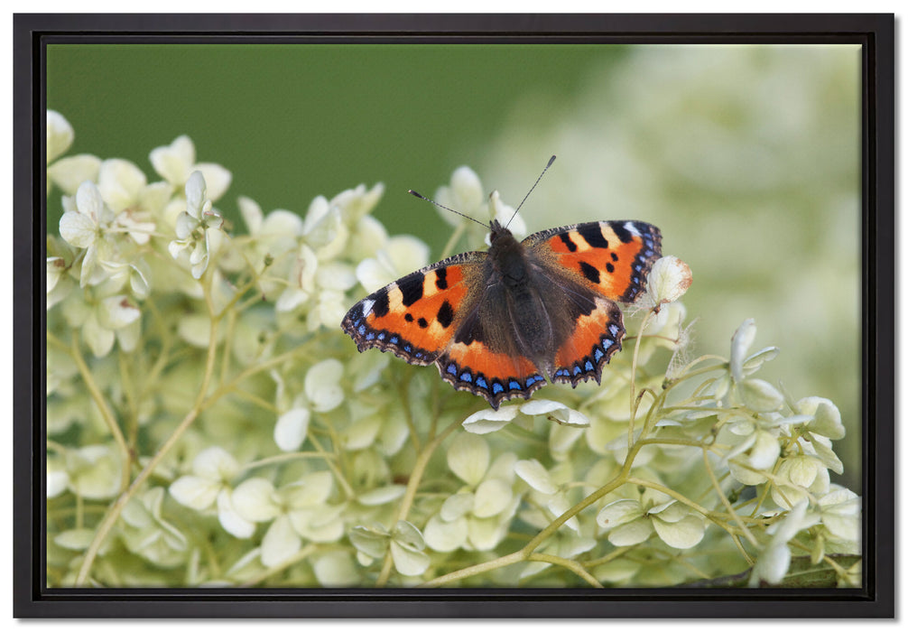 Schmetterling auf weißen Blüten auf Leinwandbild gerahmt Größe 60x40