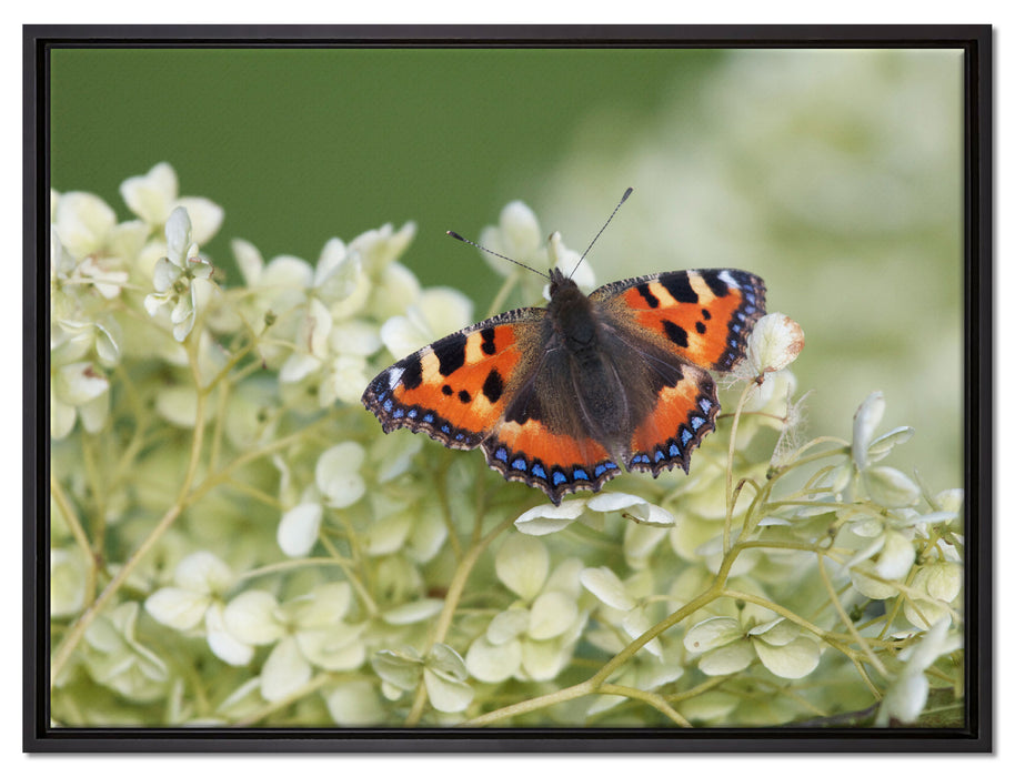 Schmetterling auf weißen Blüten auf Leinwandbild gerahmt Größe 80x60