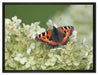 Schmetterling auf weißen Blüten auf Leinwandbild gerahmt Größe 80x60