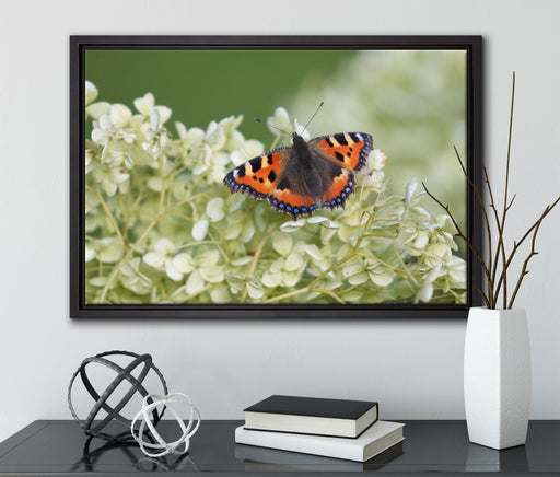 Schmetterling auf weißen Blüten auf Leinwandbild gerahmt mit Kirschblüten