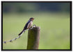 Rauchschwalbe auf Stacheldraht auf Leinwandbild gerahmt Größe 100x70