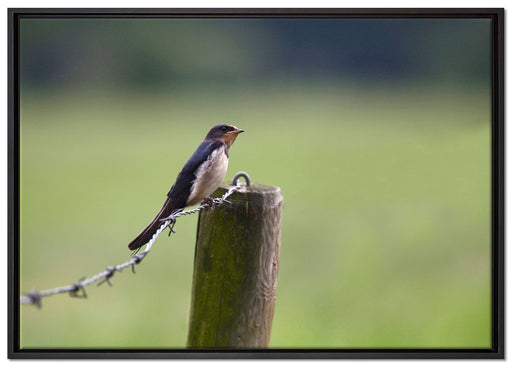 Rauchschwalbe auf Stacheldraht auf Leinwandbild gerahmt Größe 100x70