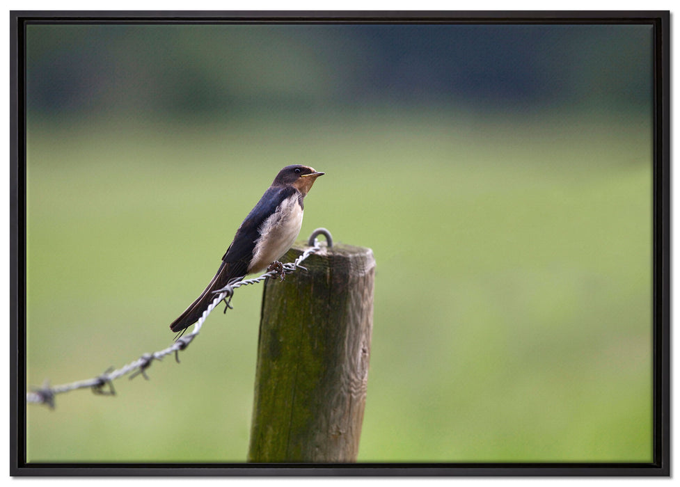 Rauchschwalbe auf Stacheldraht auf Leinwandbild gerahmt Größe 100x70