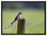 Rauchschwalbe auf Stacheldraht auf Leinwandbild gerahmt Größe 80x60