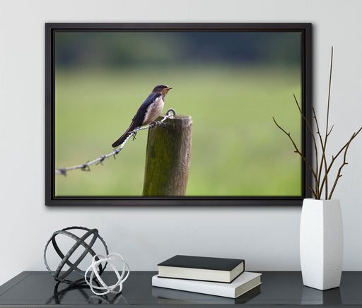 Rauchschwalbe auf Stacheldraht auf Leinwandbild gerahmt mit Kirschblüten