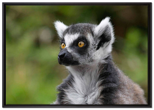 neugieriger Katta auf Leinwandbild gerahmt Größe 100x70