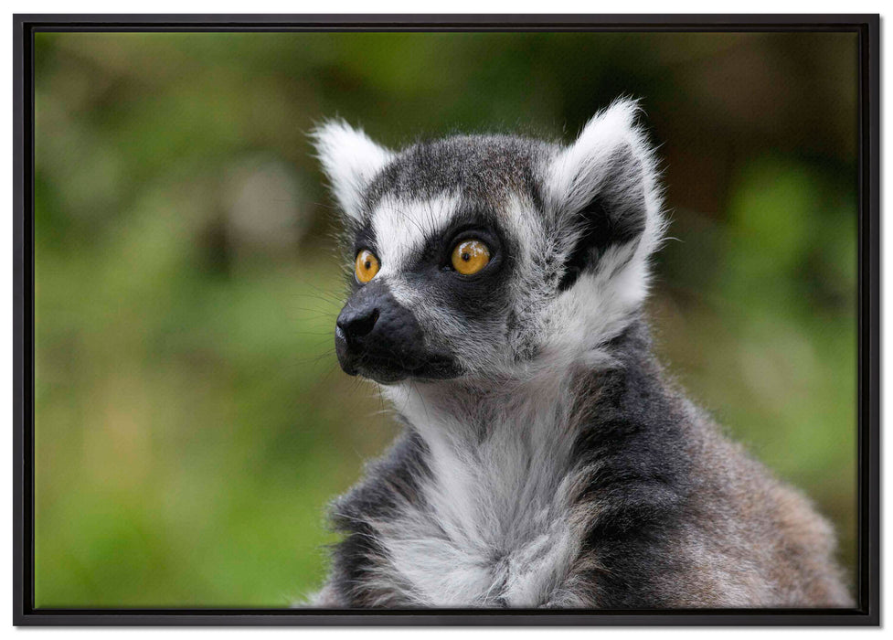 neugieriger Katta auf Leinwandbild gerahmt Größe 100x70