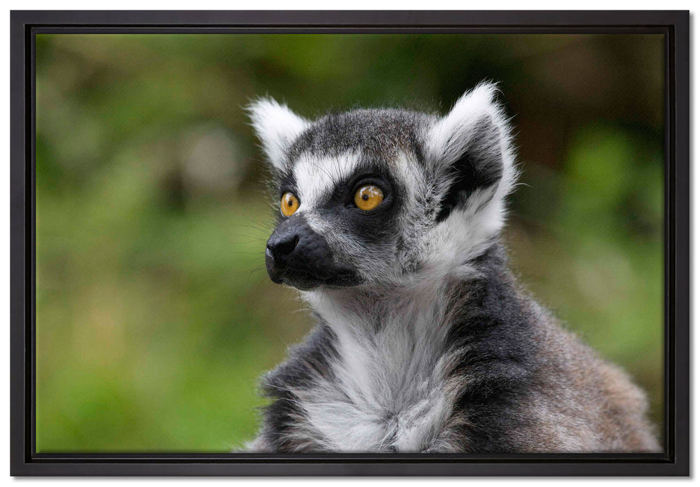 neugieriger Katta auf Leinwandbild gerahmt Größe 60x40