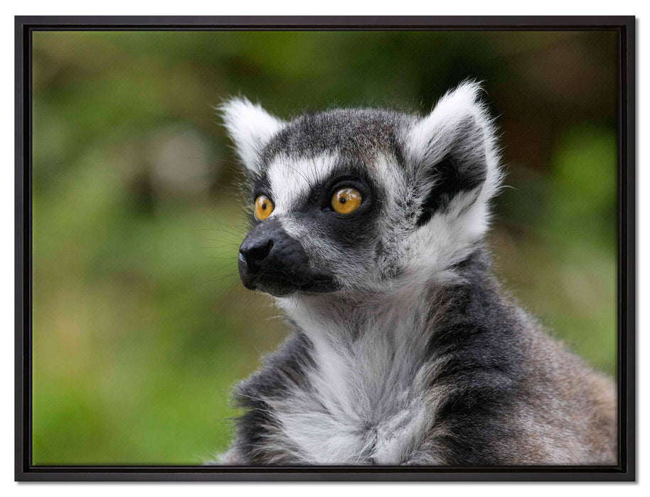 neugieriger Katta auf Leinwandbild gerahmt Größe 80x60