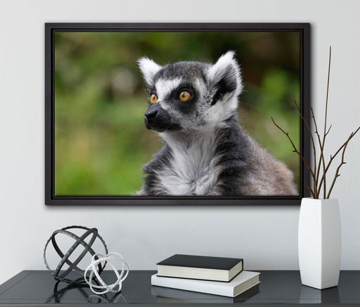 neugieriger Katta auf Leinwandbild gerahmt mit Kirschblüten