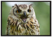 große Waldeule gähnt auf Leinwandbild gerahmt Größe 100x70