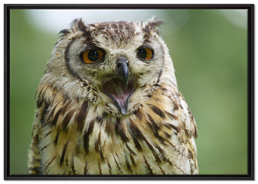 große Waldeule gähnt auf Leinwandbild gerahmt Größe 100x70