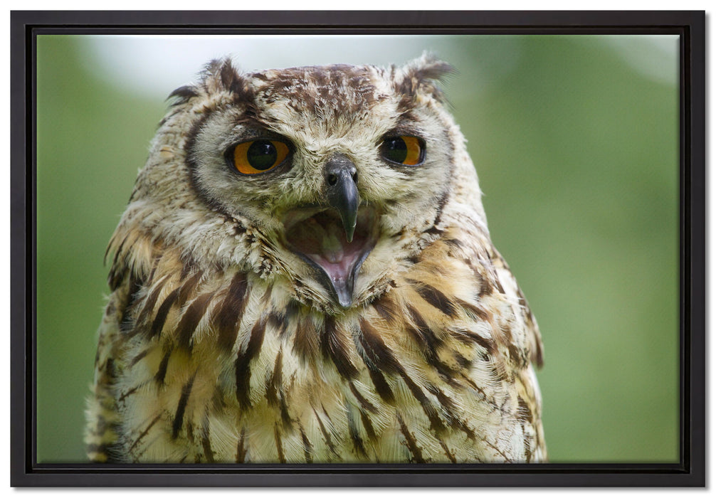 große Waldeule gähnt auf Leinwandbild gerahmt Größe 60x40
