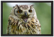 große Waldeule gähnt auf Leinwandbild gerahmt Größe 60x40
