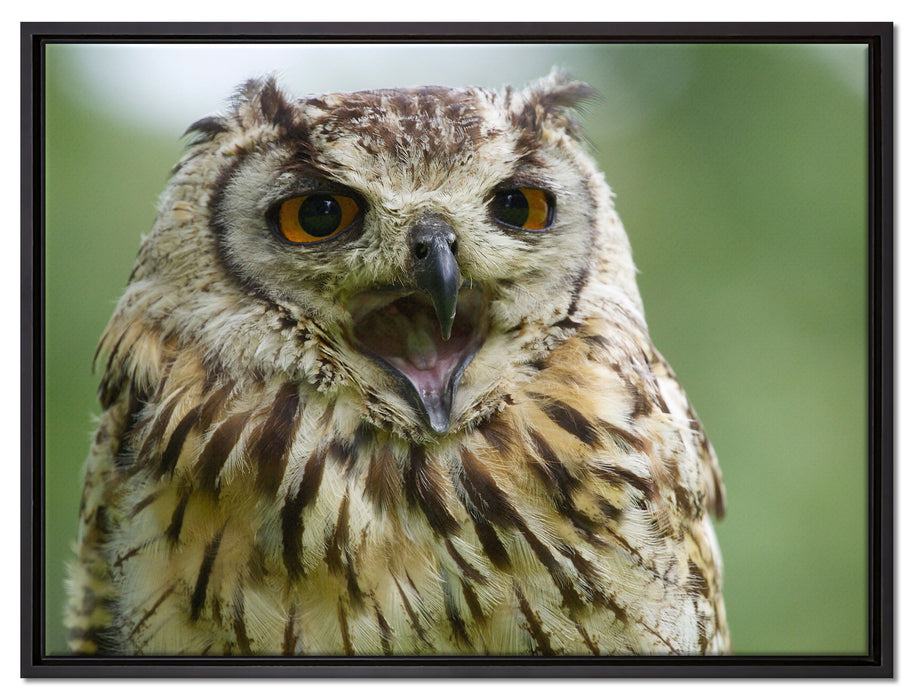 große Waldeule gähnt auf Leinwandbild gerahmt Größe 80x60