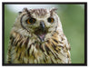 große Waldeule gähnt auf Leinwandbild gerahmt Größe 80x60