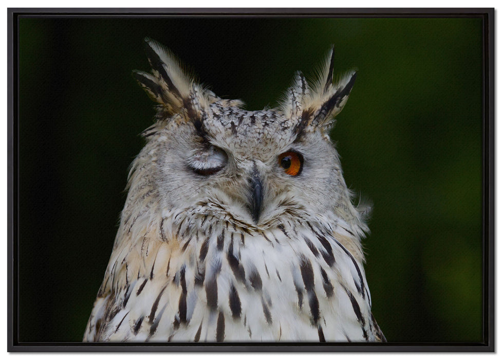Waldohreule zwinkert auf Leinwandbild gerahmt Größe 100x70