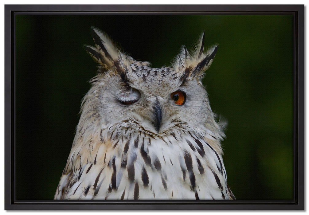 Waldohreule zwinkert auf Leinwandbild gerahmt Größe 60x40