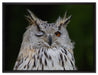 Waldohreule zwinkert auf Leinwandbild gerahmt Größe 80x60