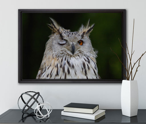 Waldohreule zwinkert auf Leinwandbild gerahmt mit Kirschblüten