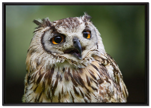 sehr müde Waldeule auf Leinwandbild gerahmt Größe 100x70