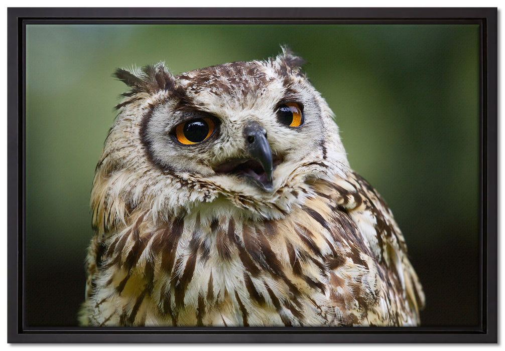 sehr müde Waldeule auf Leinwandbild gerahmt Größe 60x40