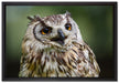 sehr müde Waldeule auf Leinwandbild gerahmt Größe 60x40