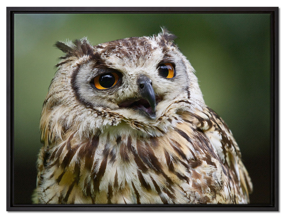 sehr müde Waldeule auf Leinwandbild gerahmt Größe 80x60