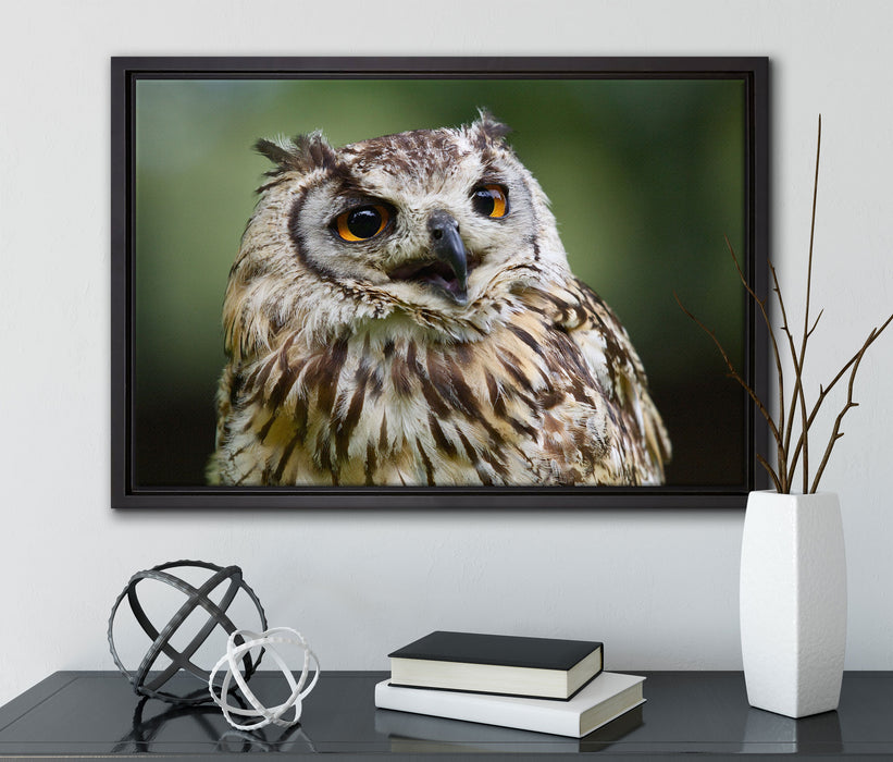 sehr müde Waldeule auf Leinwandbild gerahmt mit Kirschblüten