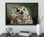 sehr müde Waldeule auf Leinwandbild gerahmt mit Kirschblüten
