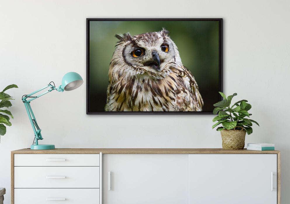sehr müde Waldeule auf Leinwandbild gerahmt verschiedene Größen im Wohnzimmer
