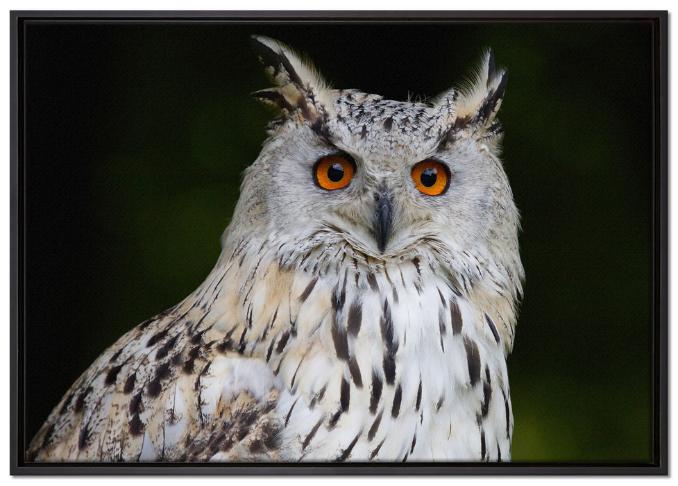 aufmerksame Waldohreule auf Leinwandbild gerahmt Größe 100x70