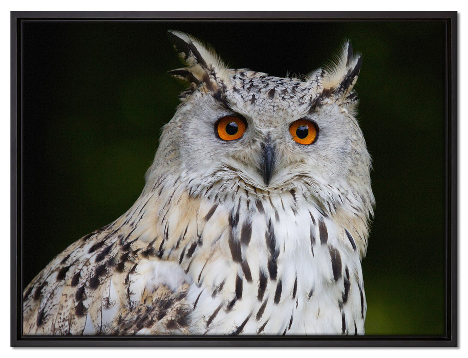 aufmerksame Waldohreule auf Leinwandbild gerahmt Größe 80x60