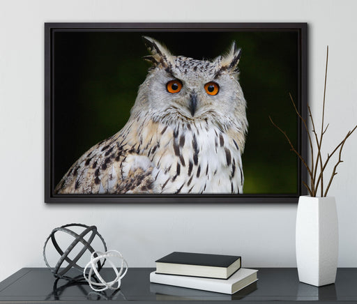 aufmerksame Waldohreule auf Leinwandbild gerahmt mit Kirschblüten