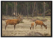 Hirschfamilie auf Waldlichtung auf Leinwandbild gerahmt Größe 100x70