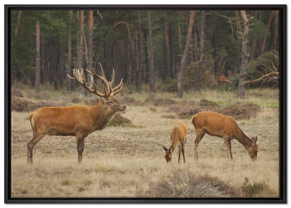 Hirschfamilie auf Waldlichtung auf Leinwandbild gerahmt Größe 100x70