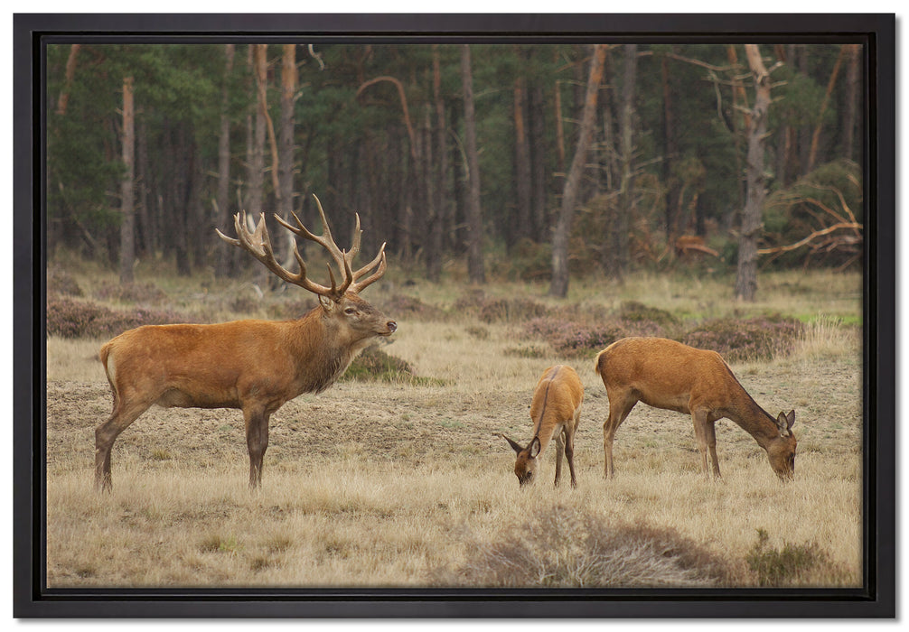 Hirschfamilie auf Waldlichtung auf Leinwandbild gerahmt Größe 60x40