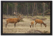 Hirschfamilie auf Waldlichtung auf Leinwandbild gerahmt Größe 60x40