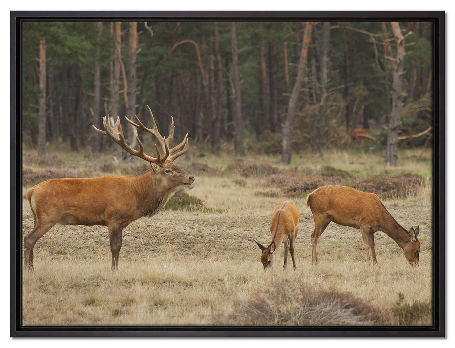 Hirschfamilie auf Waldlichtung auf Leinwandbild gerahmt Größe 80x60