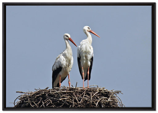 zwei stolze Störche im Nest auf Leinwandbild gerahmt Größe 100x70
