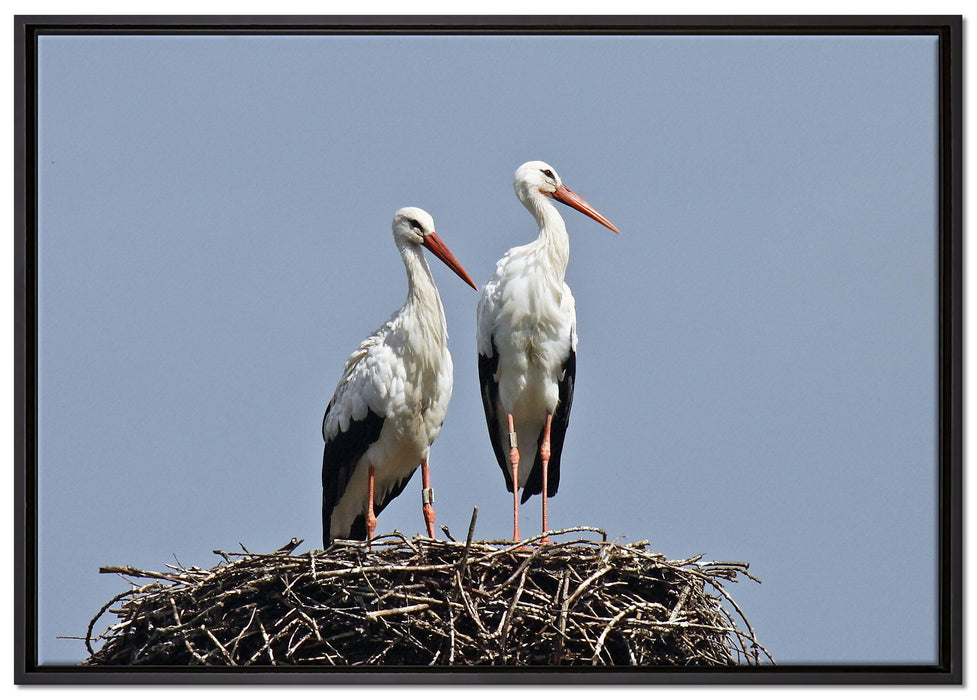 zwei stolze Störche im Nest auf Leinwandbild gerahmt Größe 100x70